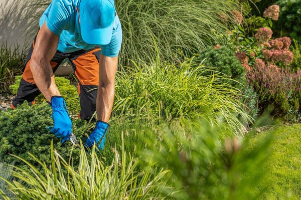 Les meilleures pratiques pour un entretien jardin réussi